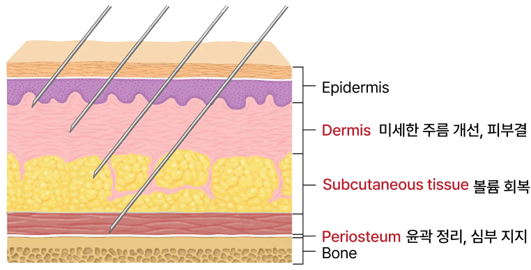 피부층에 맞춘 섬세한 볼륨 설계